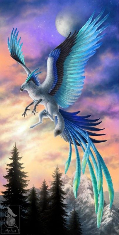 griffon chat bleu