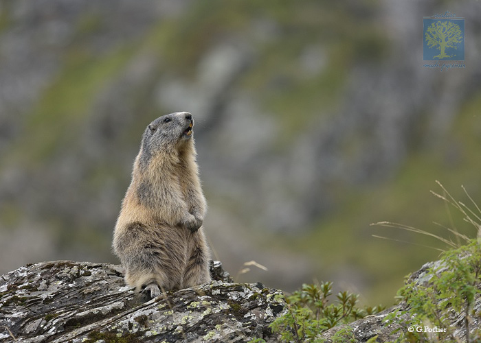 marmotte jaune