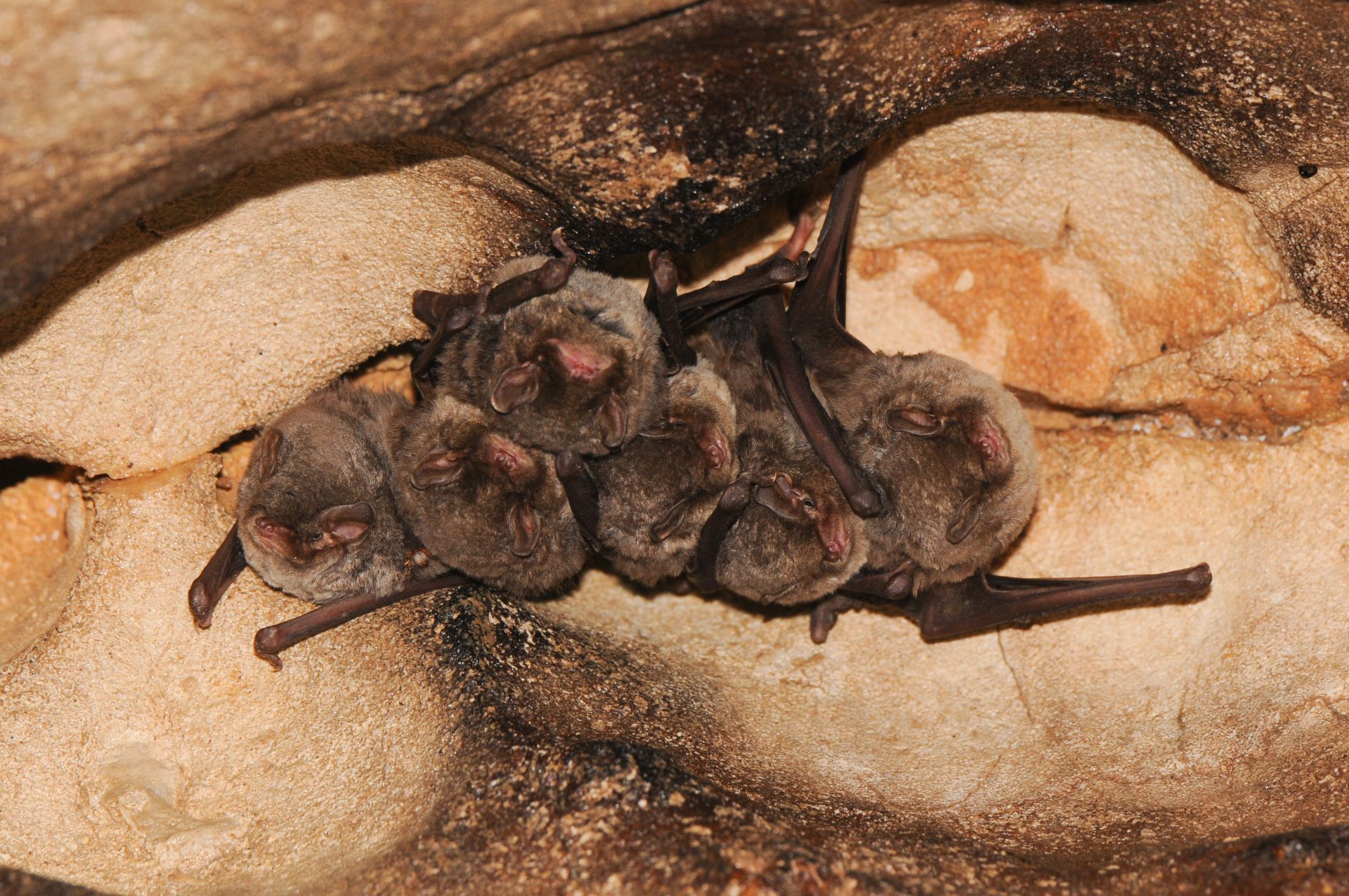 Minioptère de Schreibers