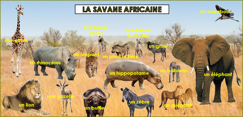 fond_savane_2